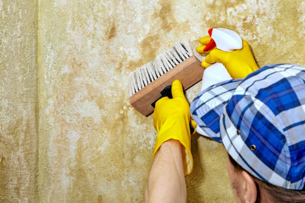 Best Comprehensive Air Testing for Mold Contaminants  in Oceanport, NJ
