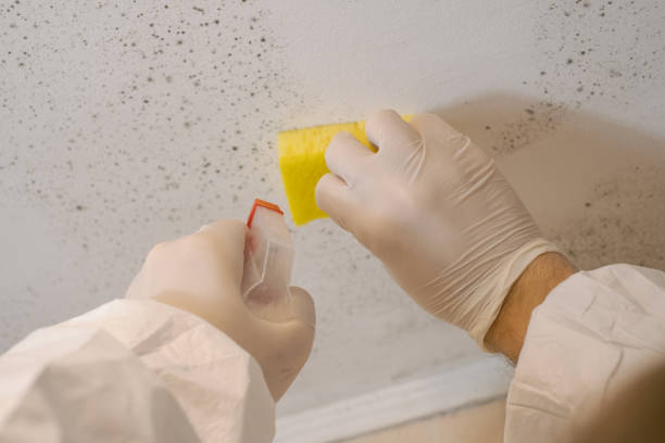 Best Air Quality Testing for Mold Spores  in Oceanport, NJ