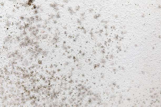 Best Mold Odor Removal Services  in Oceanport, NJ